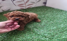 Raza Mixta perros en venta: Caniches - Imagen 5
