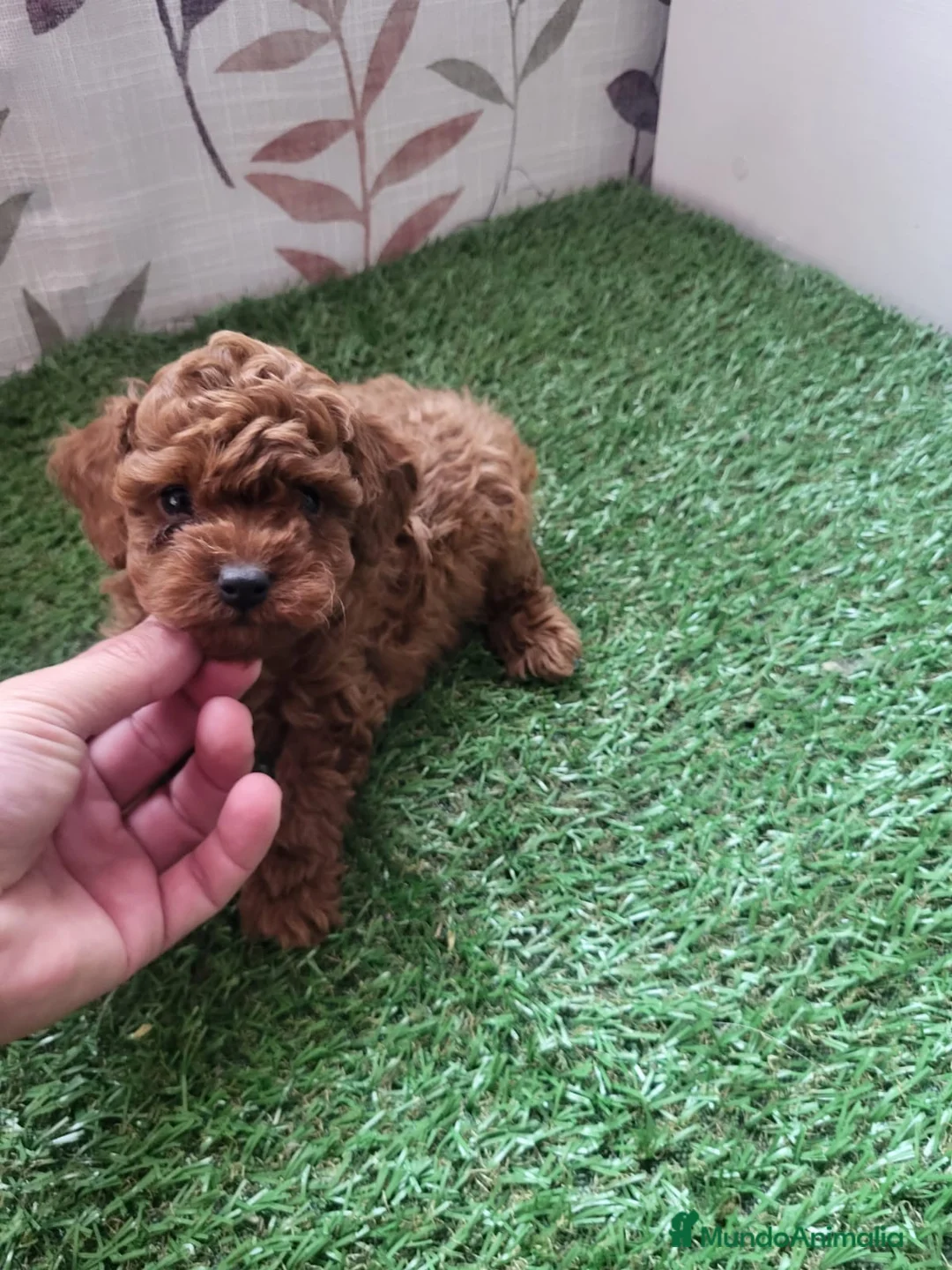 Raza Mixta perros en venta: Caniches - Anuncio 5