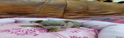 Chihuahua perros en venta: CHIHUAHUAS TOY - Anuncio 4