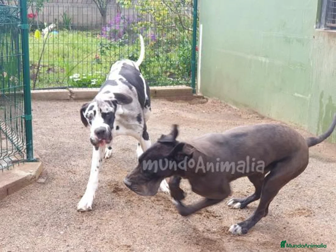 Imagen de galería {{count}}