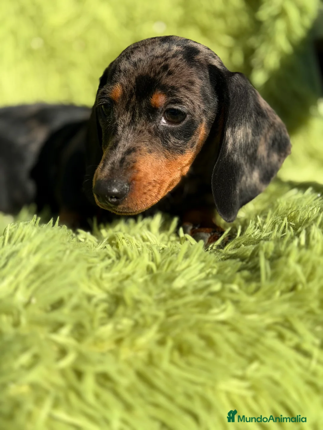 Teckel Miniatura perros en venta: Teckel miniatura Arlequin  - Anuncio 4