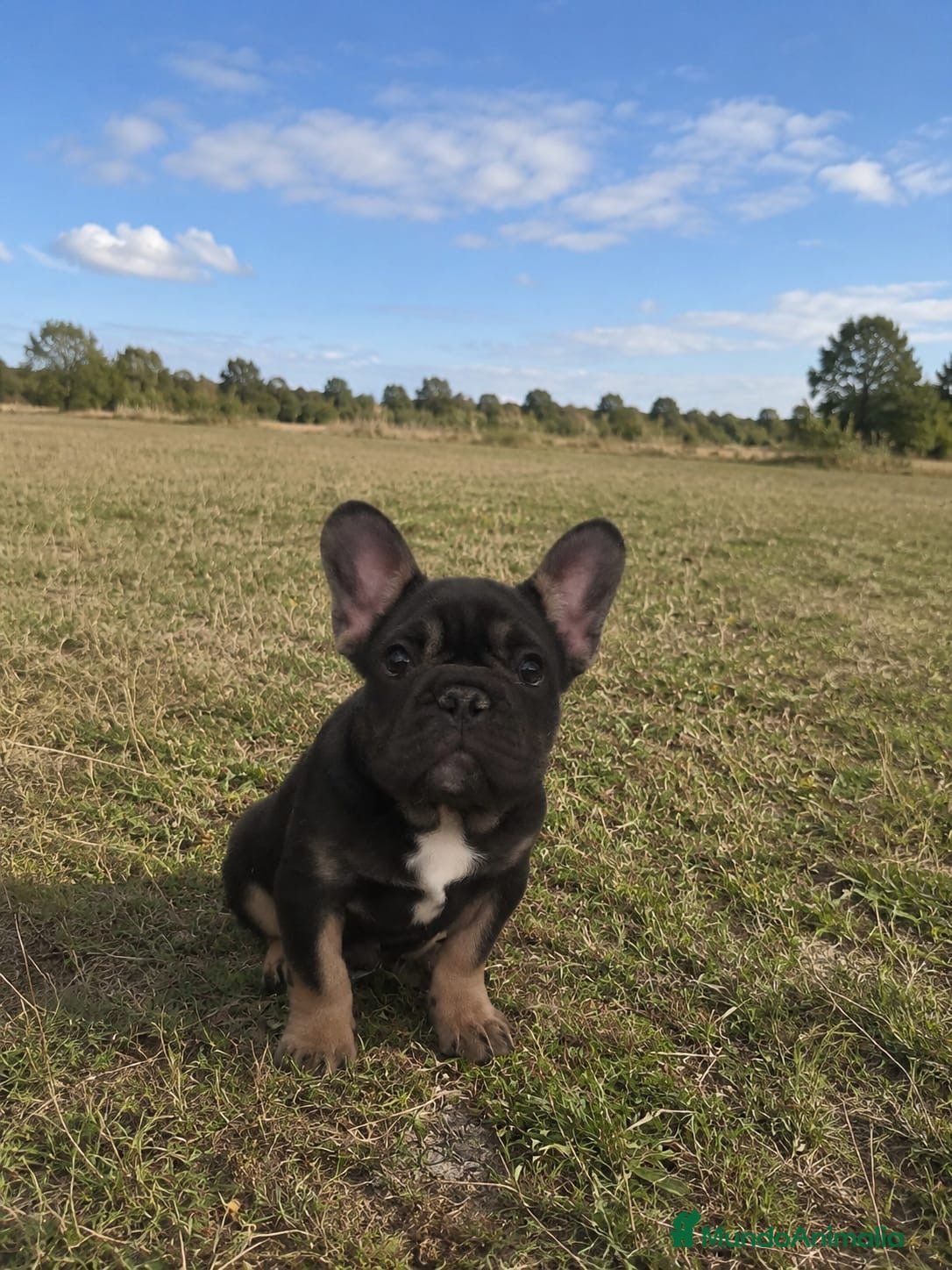 Bulldog Francés perros Bulldog frances - Anuncio 1