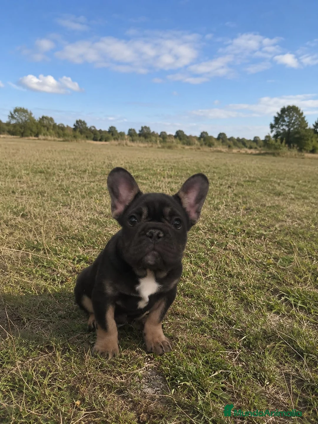 Bulldog Francés perros en venta: Bulldog frances - Anuncio 1