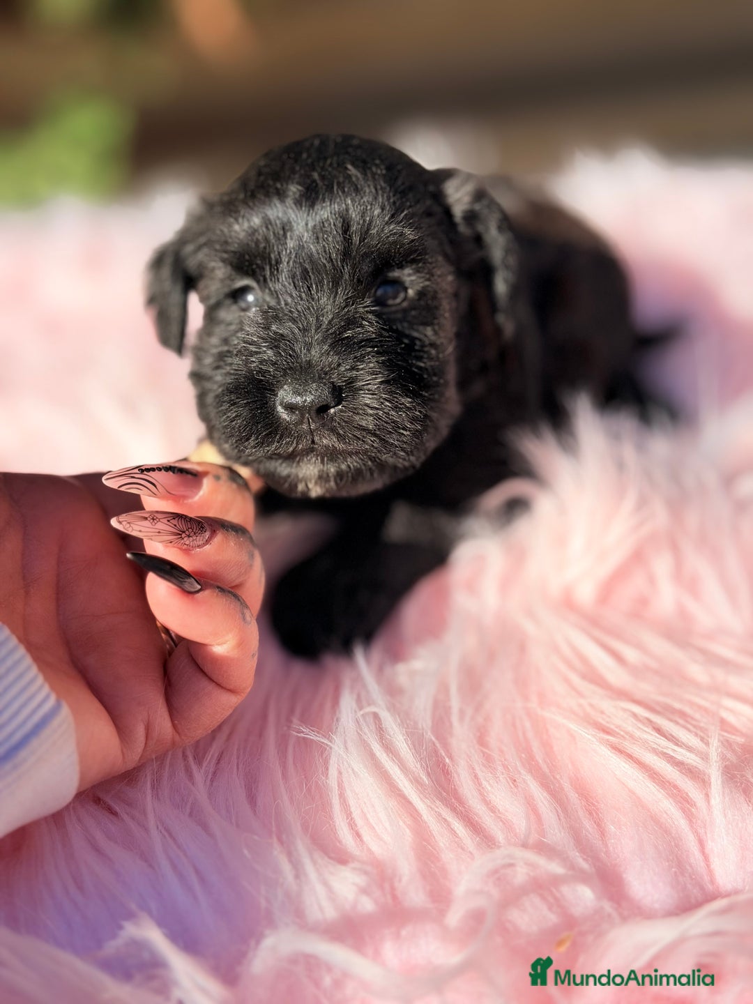 Schnauzer Miniatura perros en venta: Schnauzer mini azabache   - Anuncio 6