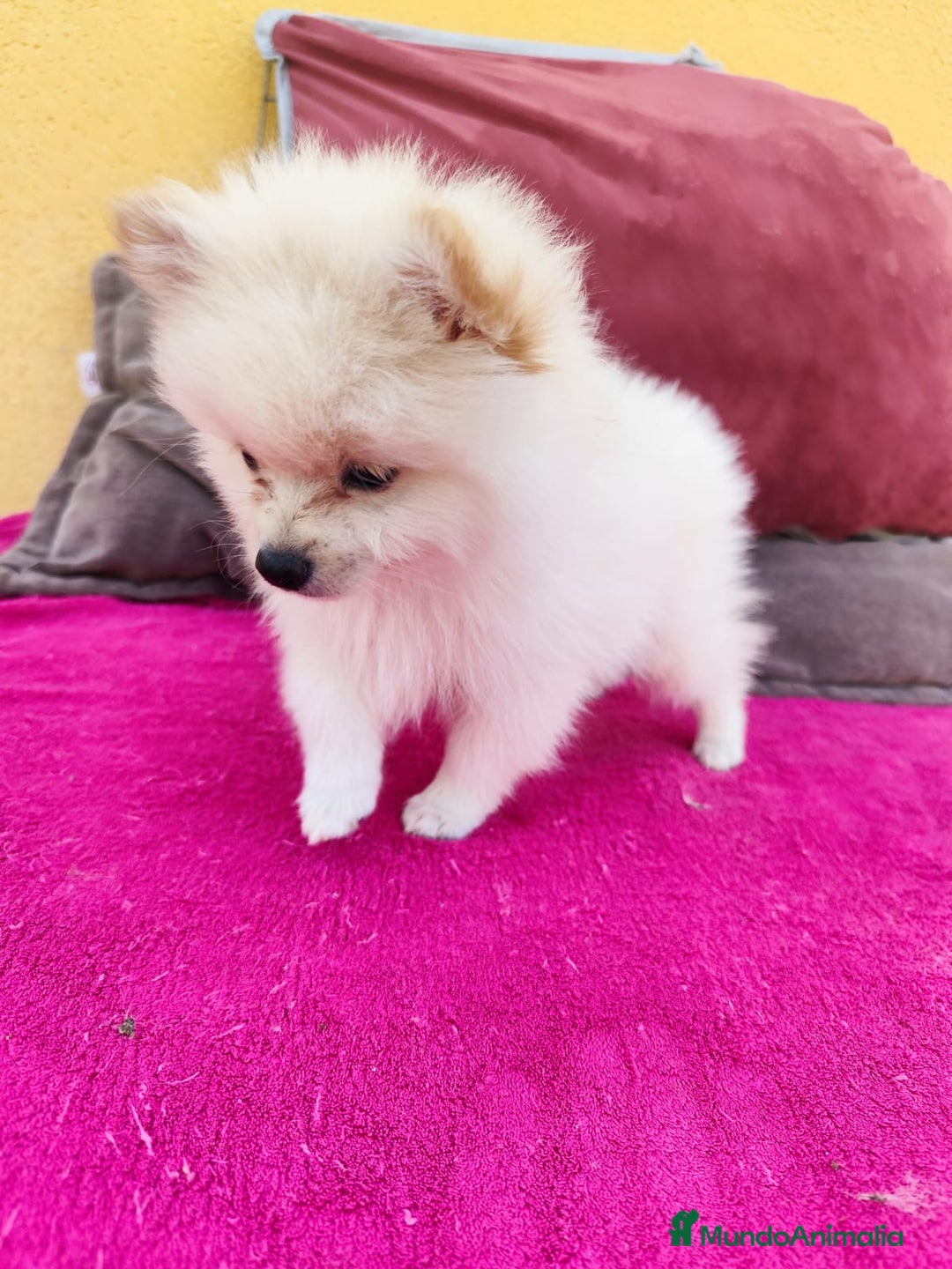 Pomerania perros en venta: Pomerania toy macho blanco  - Imagen 6