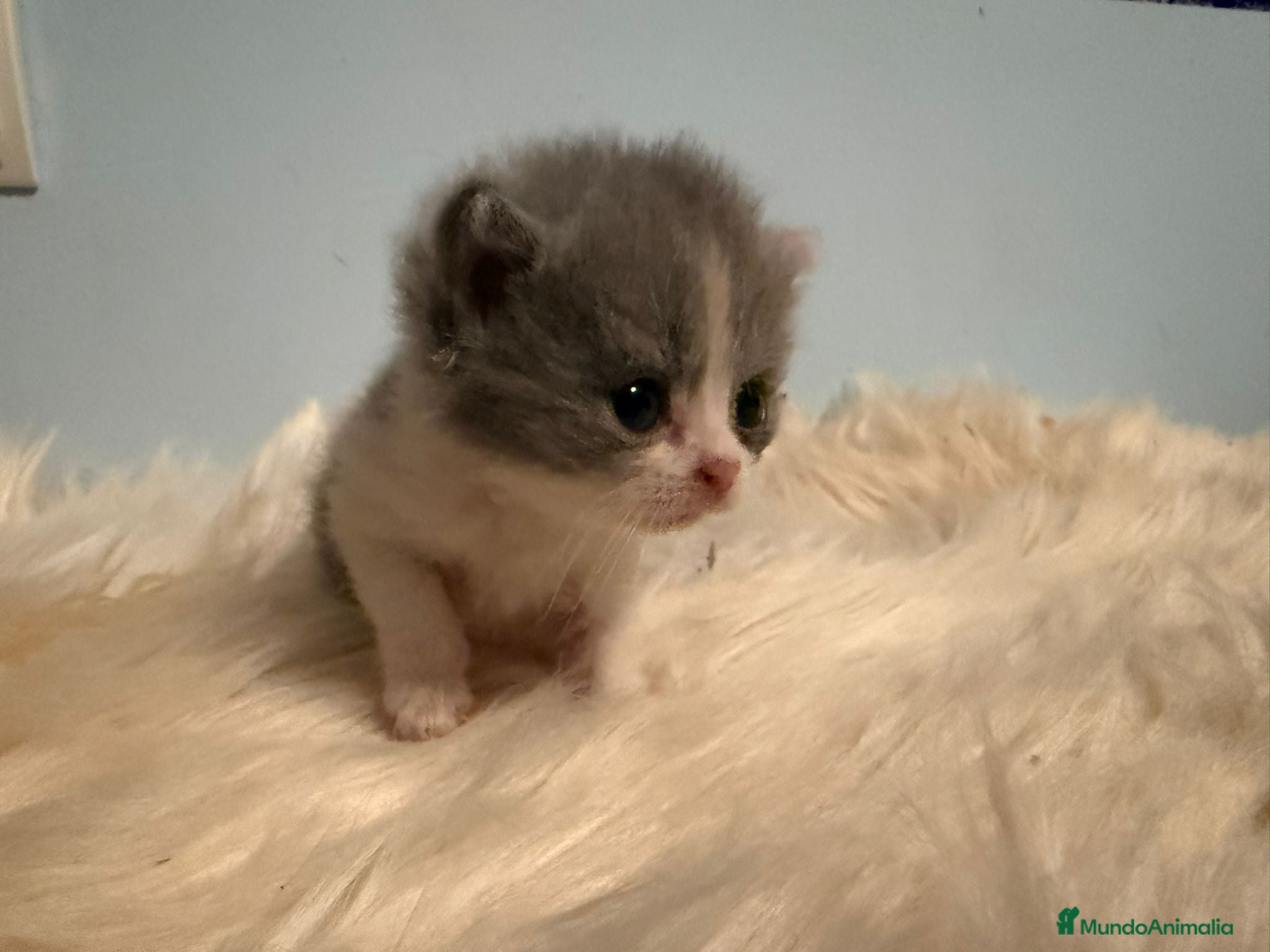 Británico de Pelo Corto gatos Hembra British bicolor - Anuncio 1