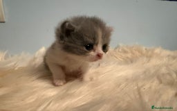 Británico de Pelo Corto gatos en venta: Hembra British bicolor - Imagen 1