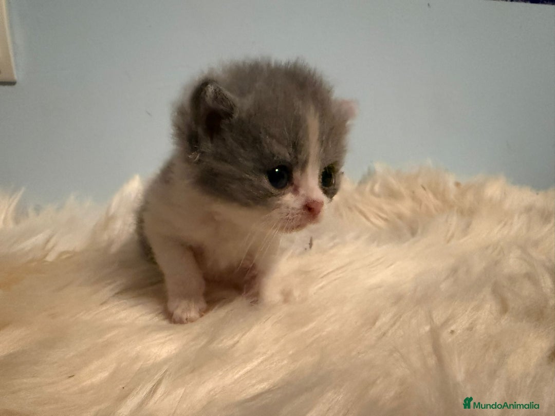 Británico de Pelo Corto gatos en venta: Hembra British bicolor - Imagen 1