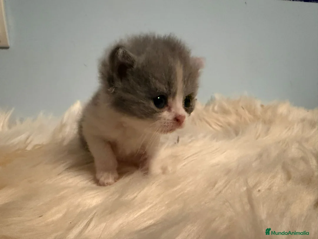 Británico de Pelo Corto gatos en venta: Hembra British bicolor - Anuncio 1
