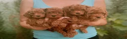Raza Mixta perros en venta: Caniches enanos - Anuncio 1