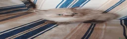 Persa gatos en venta: Gatos persas  - Anuncio 3