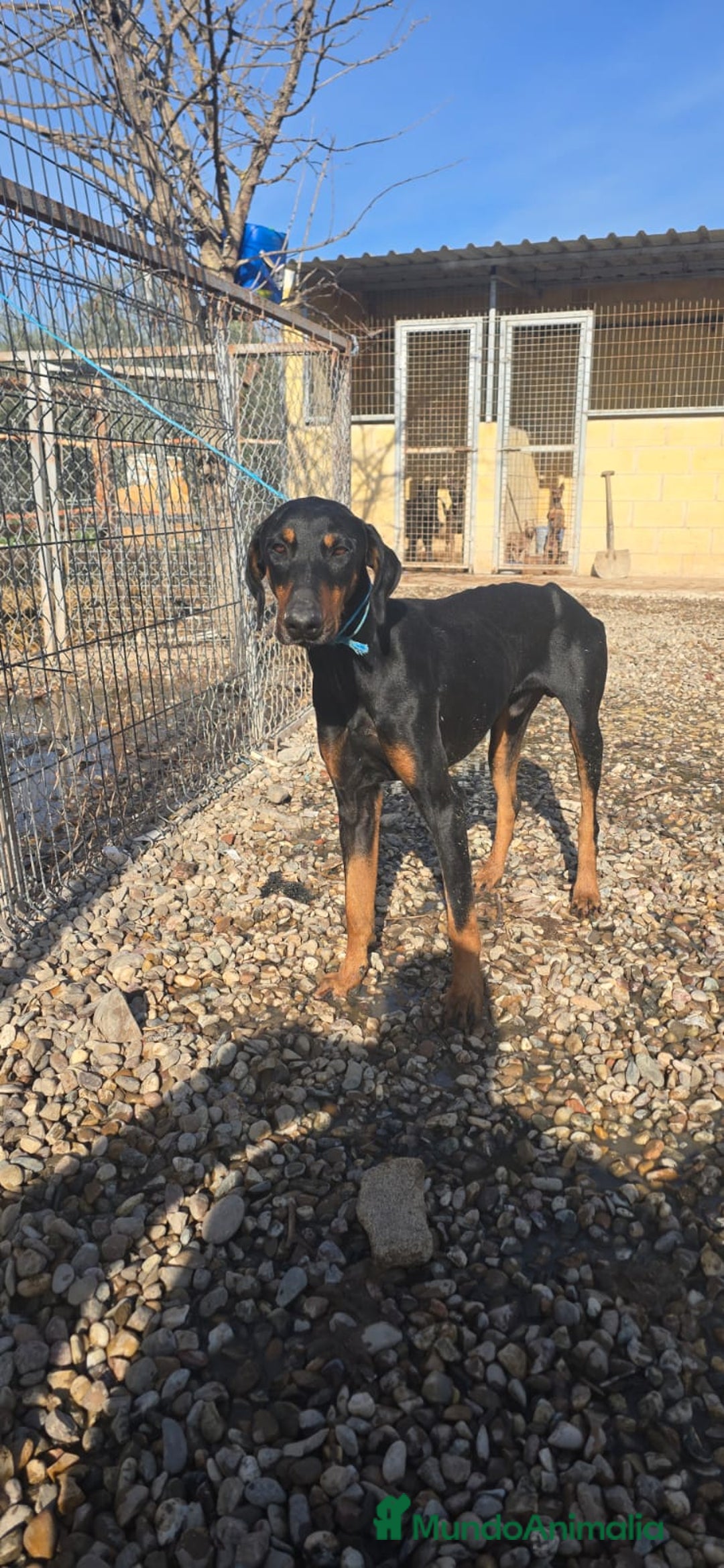 Dobermann perros en venta: Doberman de 6 meses  - Anuncio 3