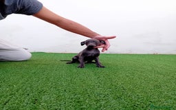 Pequeño Lebrel Italiano perros en venta: PICCOLO BLUE-OJOS AZULES - Anuncio 4