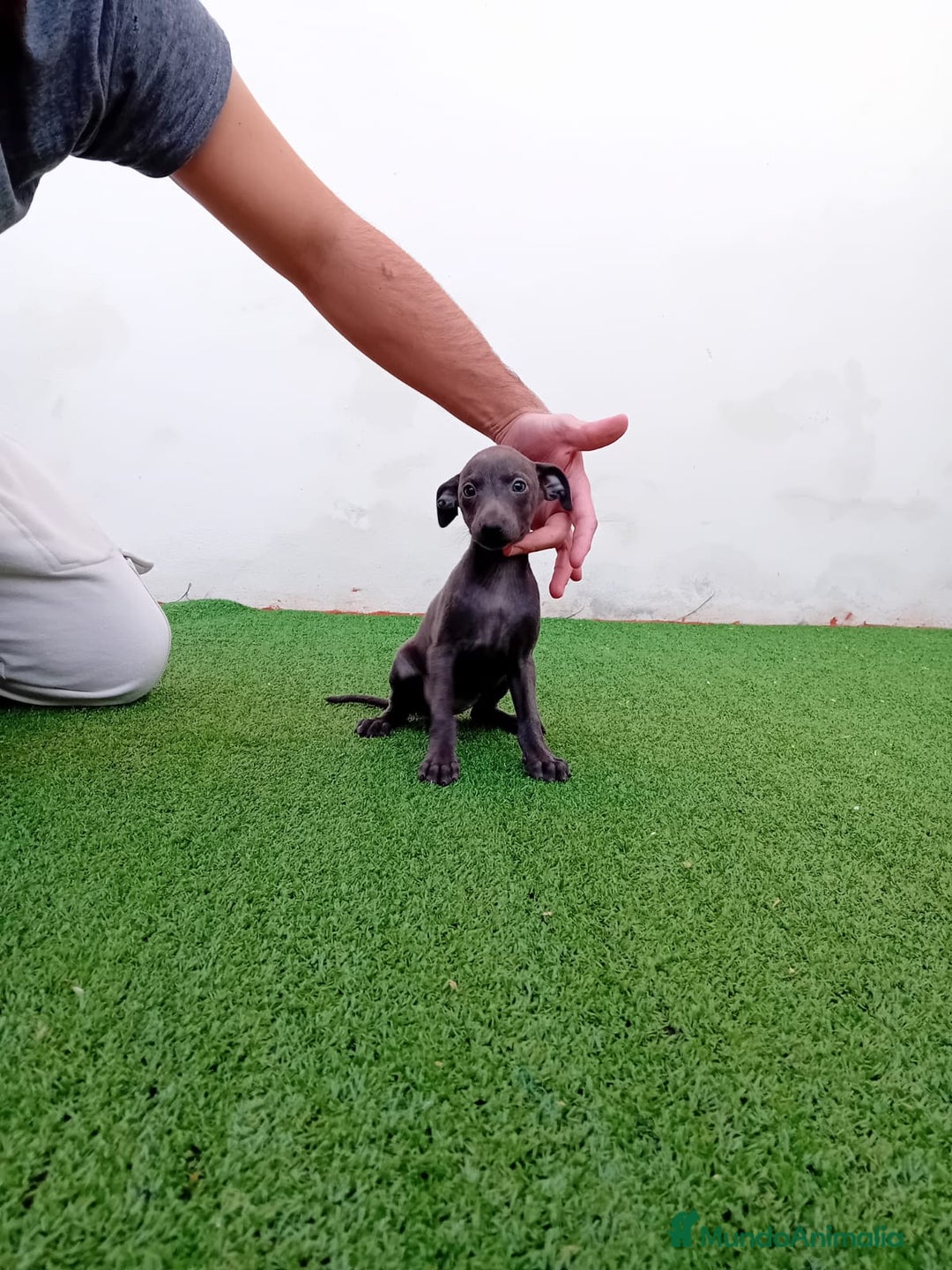 Pequeño Lebrel Italiano perros en venta: PICCOLO BLUE-OJOS AZULES - Anuncio 4