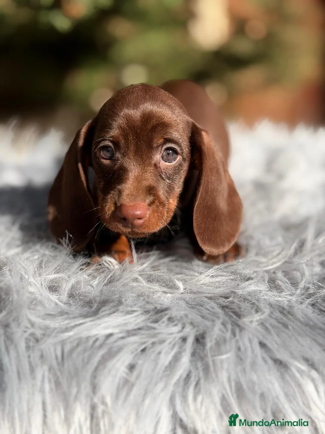 Teckel Miniatura perros en venta: TECKEL CHOCOLATE MACHO - Anuncio 7