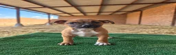 Staffordshire Bull Terrier perros en venta: staffordshire bull terrier - Anuncio 3
