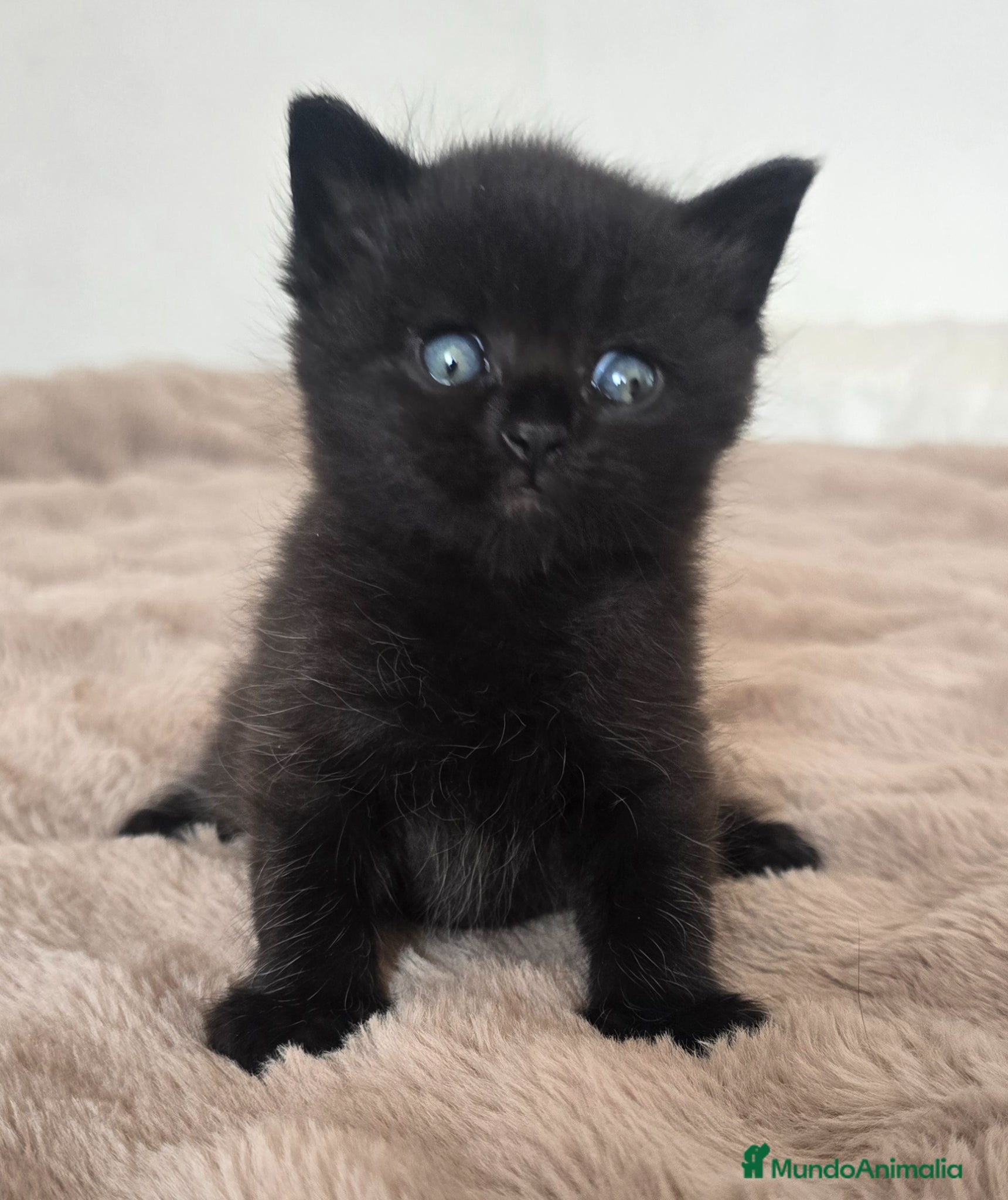 Británico de Pelo Corto gatos Gatcot.com - Anuncio 15