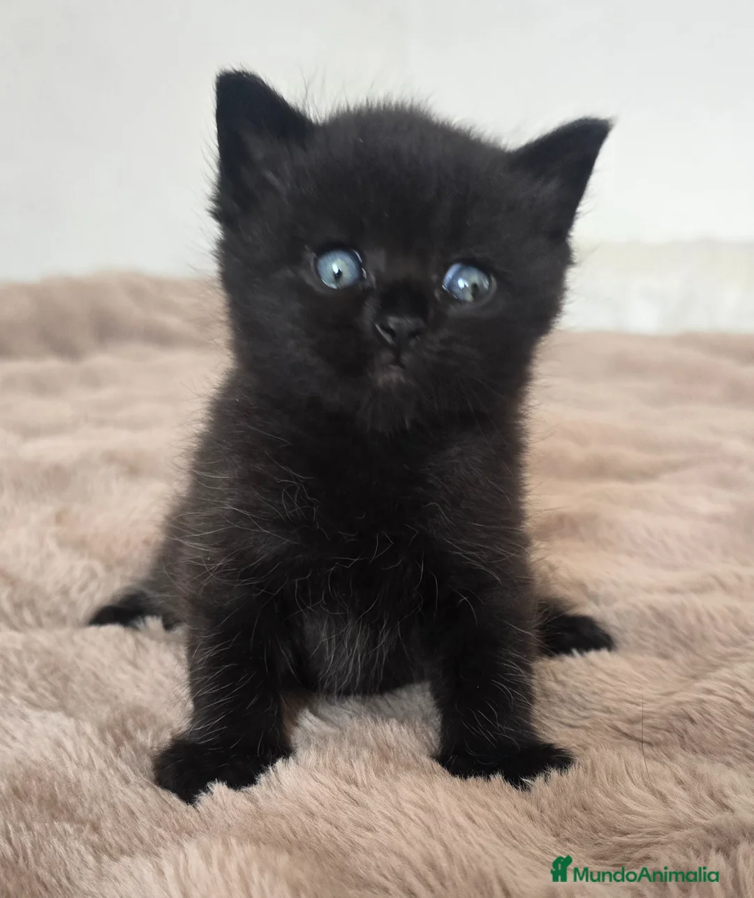 Británico de Pelo Corto gatos en venta: Gatcot.com - Anuncio 2