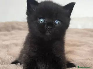 Británico de Pelo Corto gatos Gatcot.com - Anuncio 15