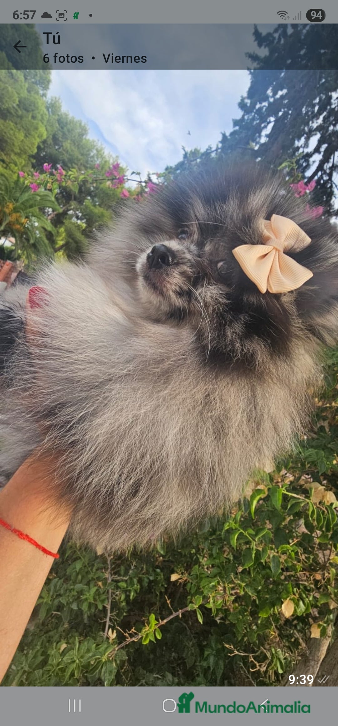 Pomerania perros en venta: Cachorritos exoticos  - Imagen 3