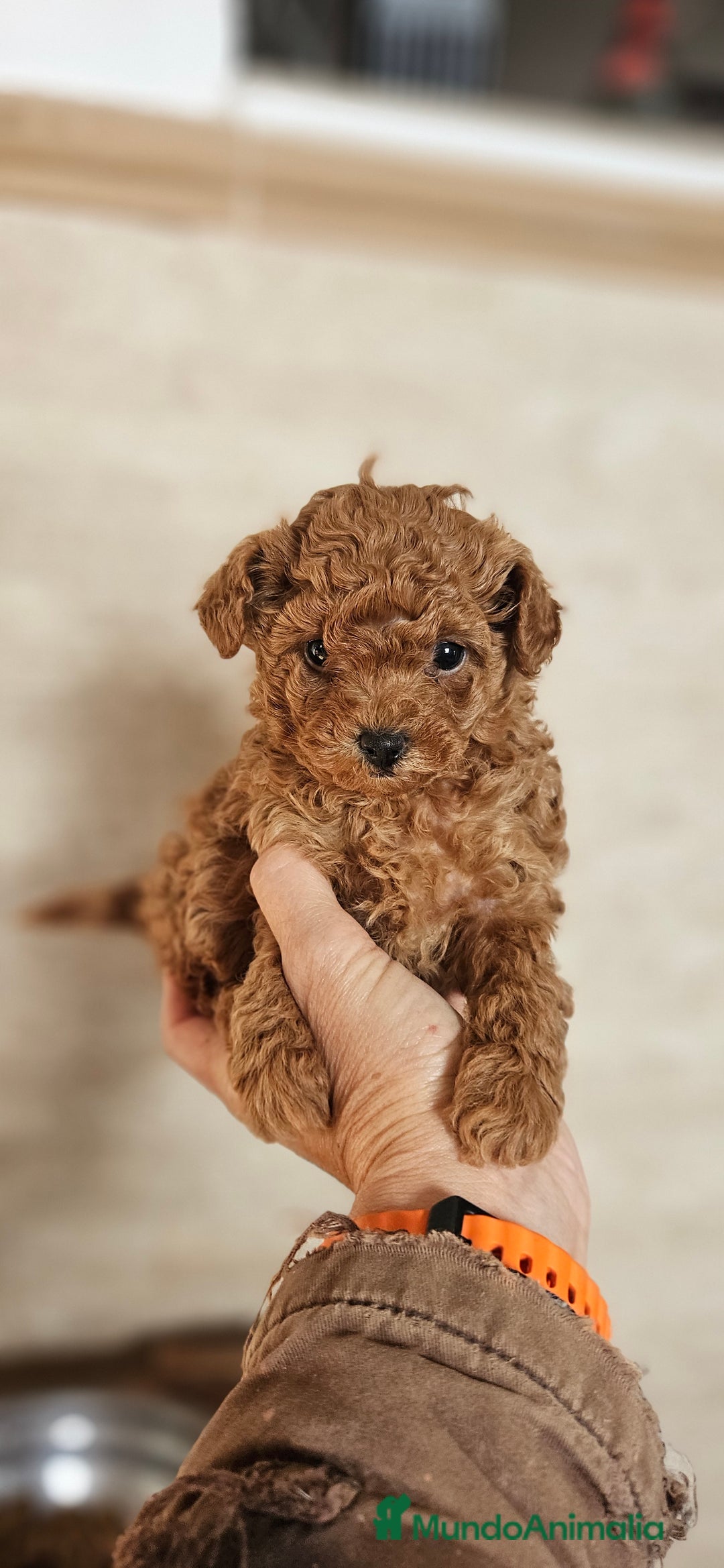 Caniche Toy perros en venta: Caniche toy - Anuncio 3