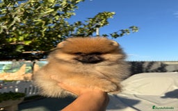Pomerania perros en venta: Excelente Pomerania Toy - Imagen 2