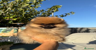 Pomerania perros - Anuncio 7