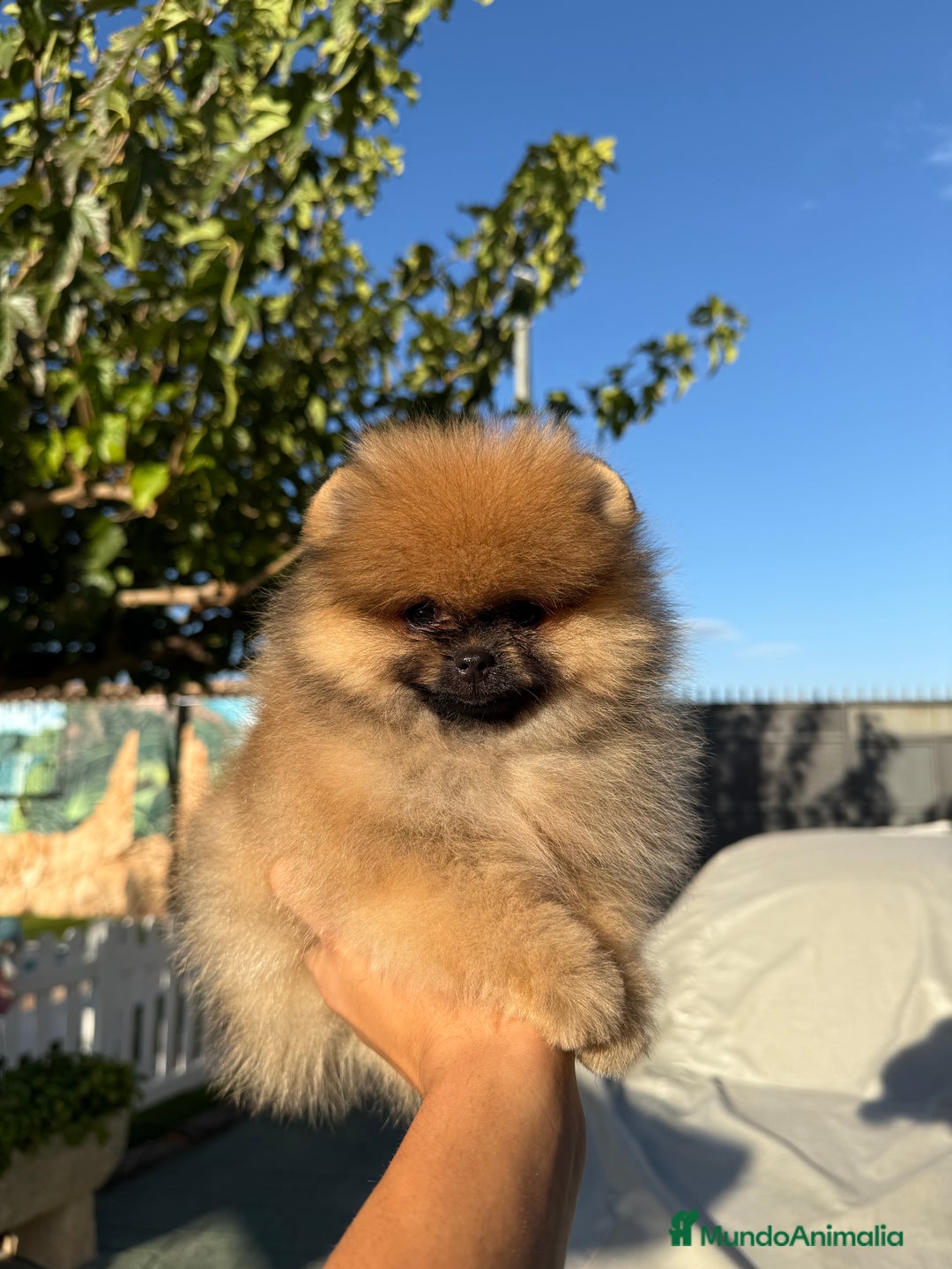 Pomerania perros en venta: Excelente Pomerania Toy - Imagen 2