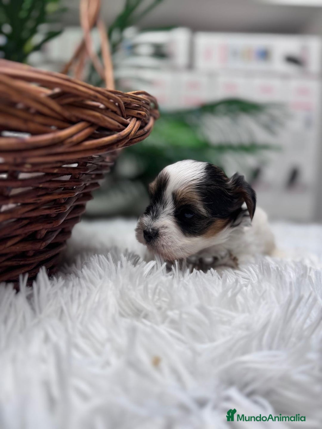 Yorkshire Terrier perros en venta: YORKSHIRE BIEWER - Anuncio 5