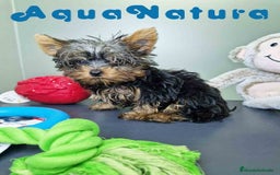 Yorkshire Terrier perros en venta: Yorkshire Macho CJMM 2435 AQUANATURA - Imagen 9