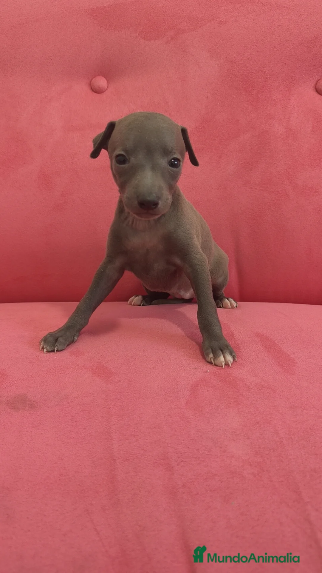 Pequeño Lebrel Italiano perros en venta: Pequeño lebrel Italiano Piccolo Galgo Italiano  - Anuncio 8