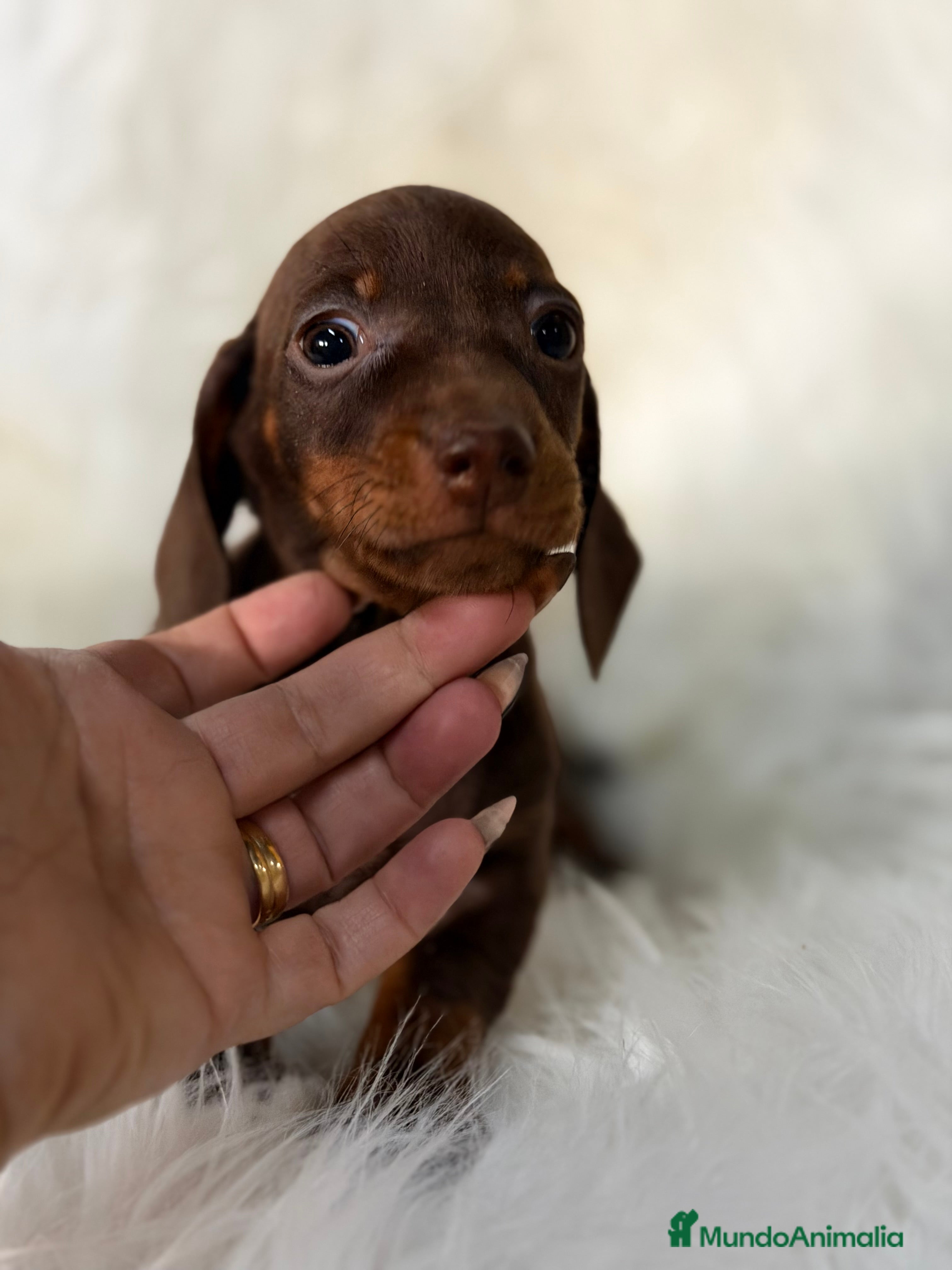 Teckel Miniatura perros Teckel miniatura chocolate  - Anuncio 1