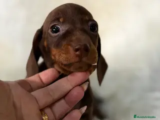 Teckel Miniatura perros Teckel miniatura chocolate - Anuncio 1