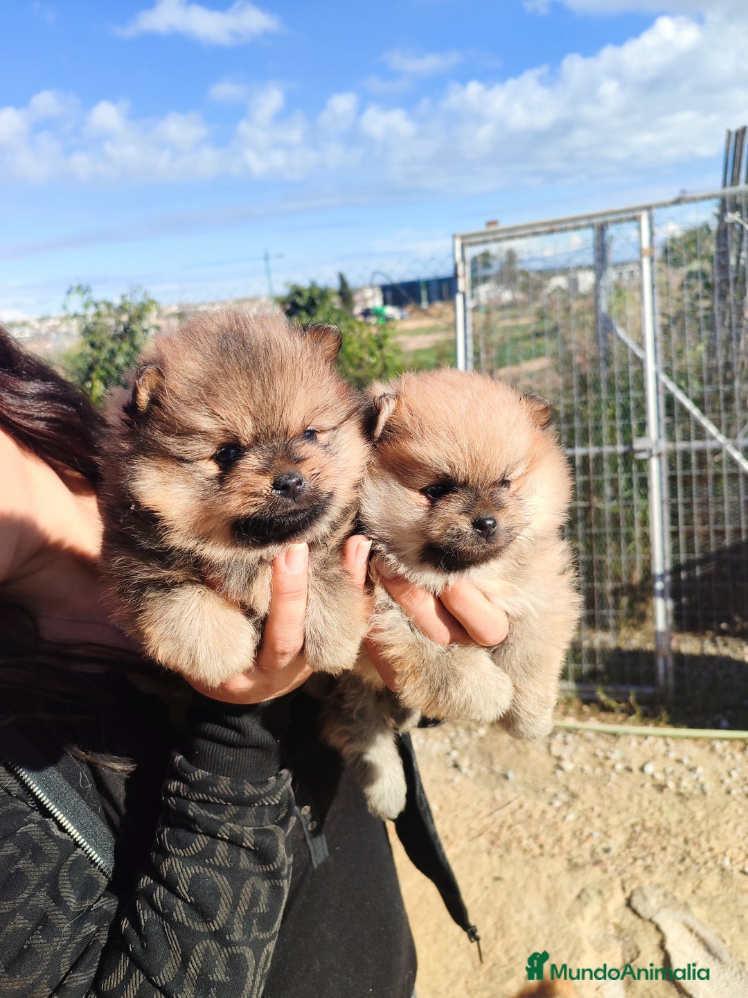 Pomerania perros en venta: Lulú de pomerania precio real - Anuncio 3