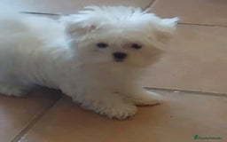 Bichón Maltés perros en venta: Bichon maltes - Imagen 3