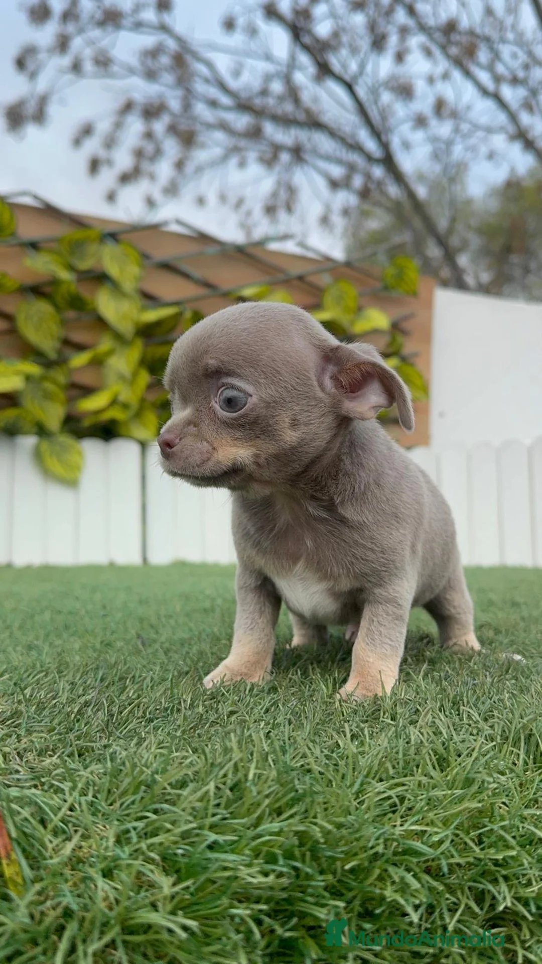 Chihuahua perros en venta: CHIHUAHUA LILAC AND TAN - Anuncio 12