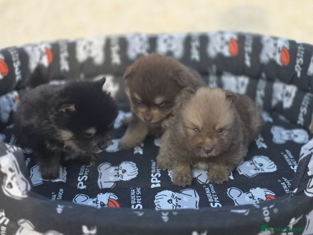 Pomerania perros en venta: Cachorritos pomerania - Anuncio 2