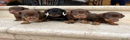 Teckel perros en venta: Teckel pelo duro  - Anuncio 3