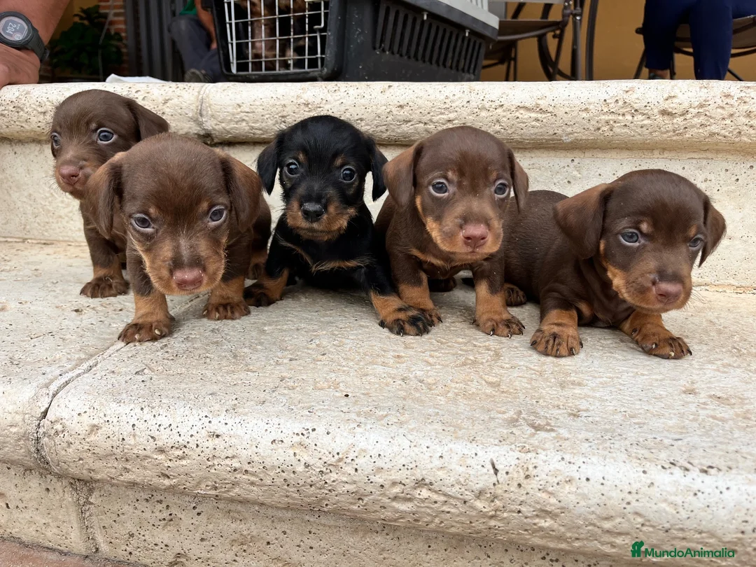 Teckel perros en venta: Teckel pelo duro  - Anuncio 3