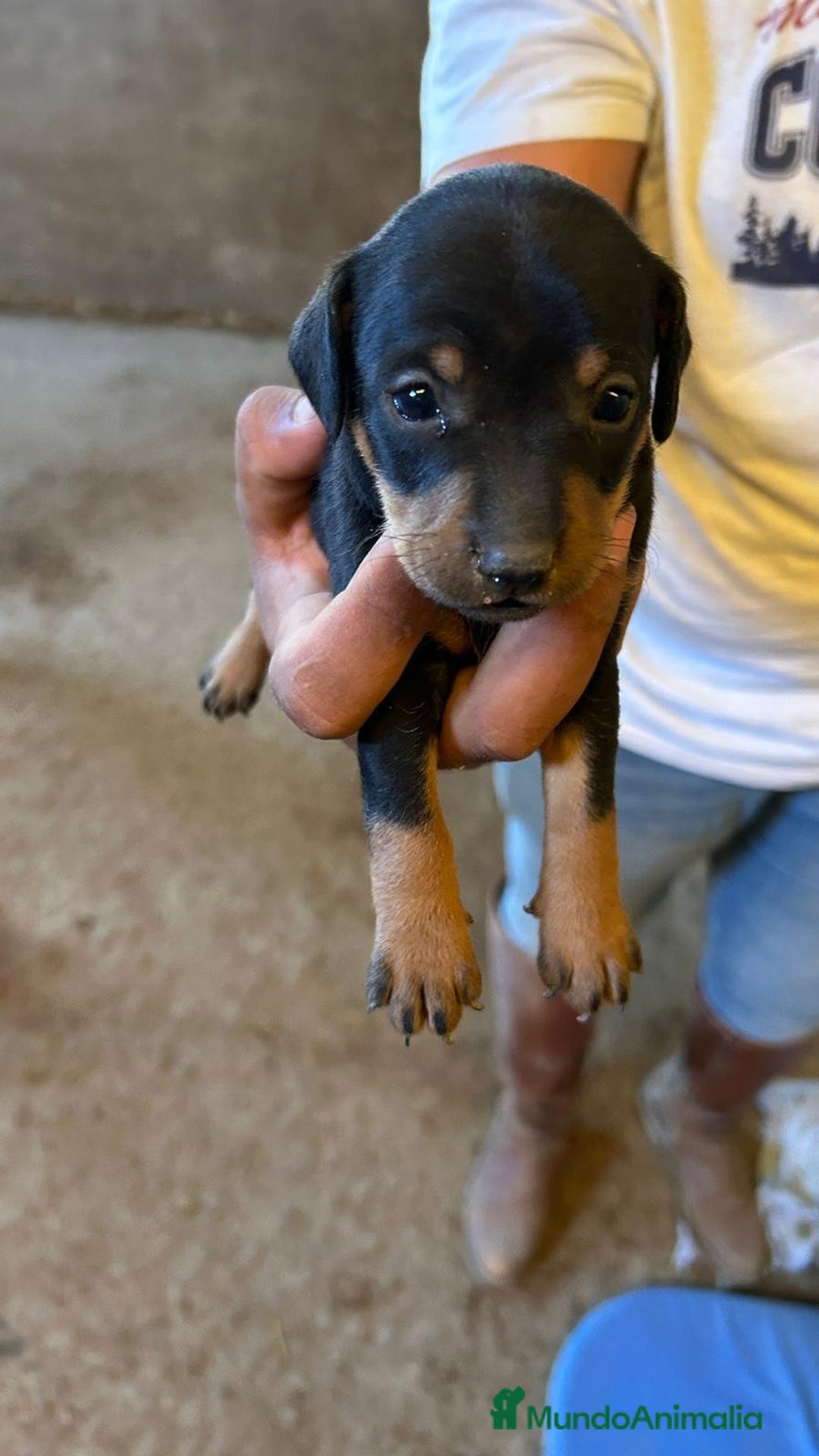 Pinscher Miniatura perros en venta: Mini pincher - Anuncio 2