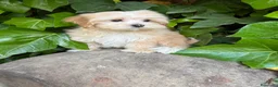 Maltipoo perros en venta: Maltipoo  - Anuncio 5