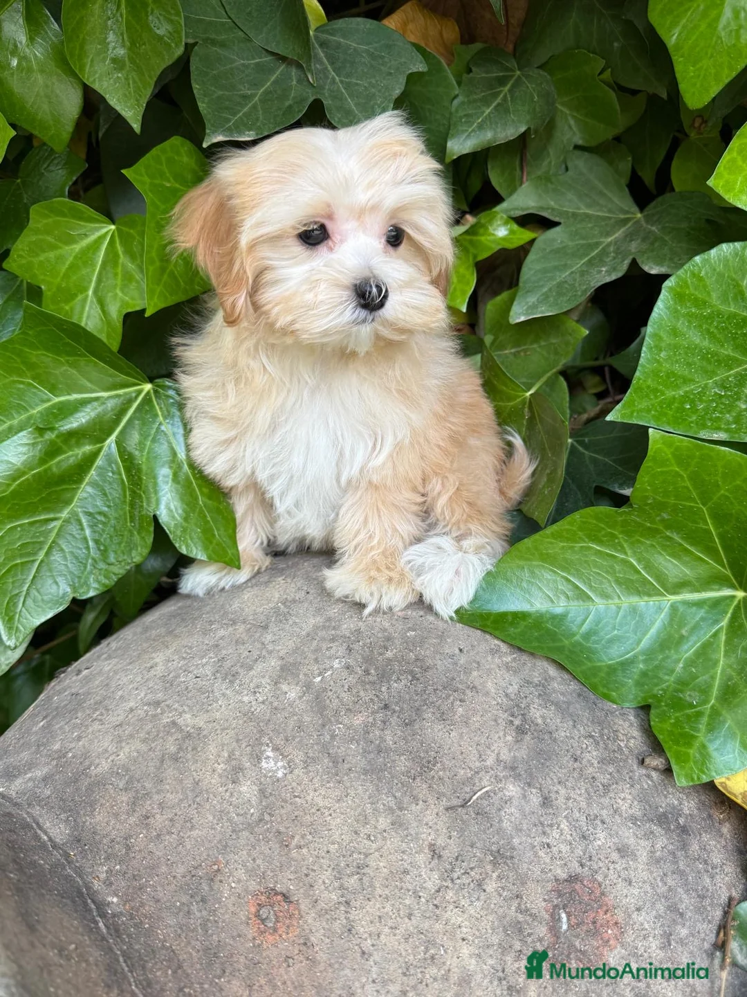 Maltipoo perros en venta: Maltipoo  - Anuncio 5