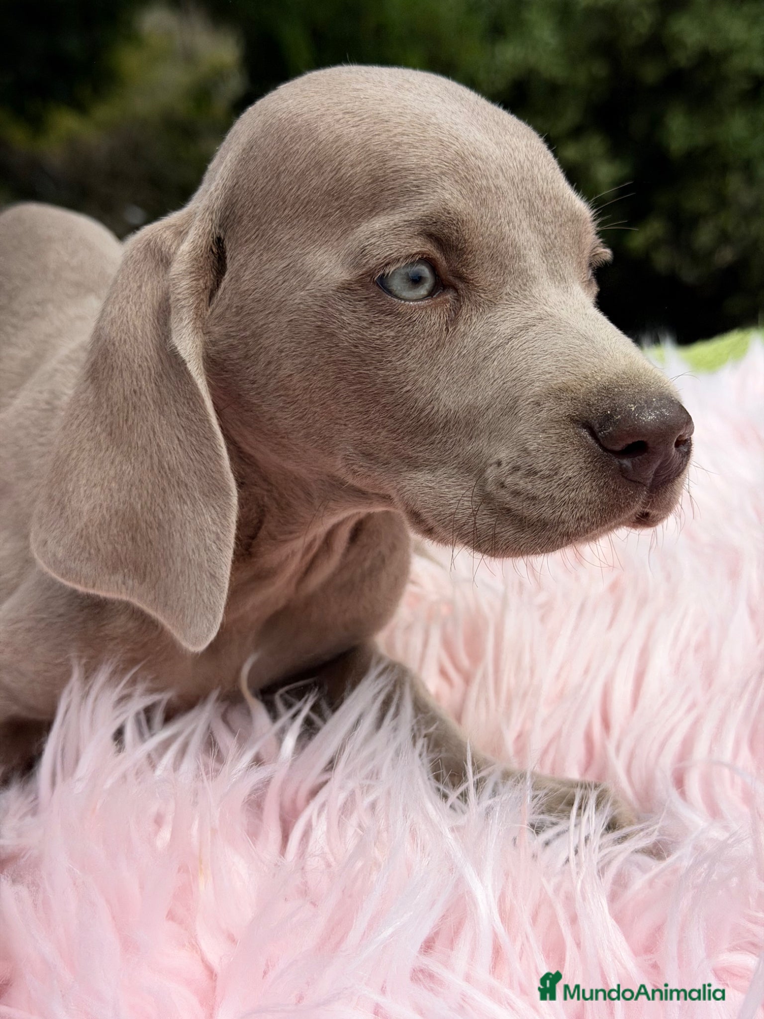 Weimaraner perros Brwco de Weimar hembra  - Anuncio 4