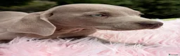 Weimaraner perros en venta: Brwco de Weimar hembra  - Anuncio 1