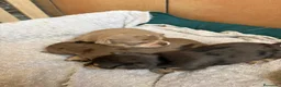 Chihuahua perros en venta: Chihuahuas merles🐶🐾 en Murcia - Anuncio 4