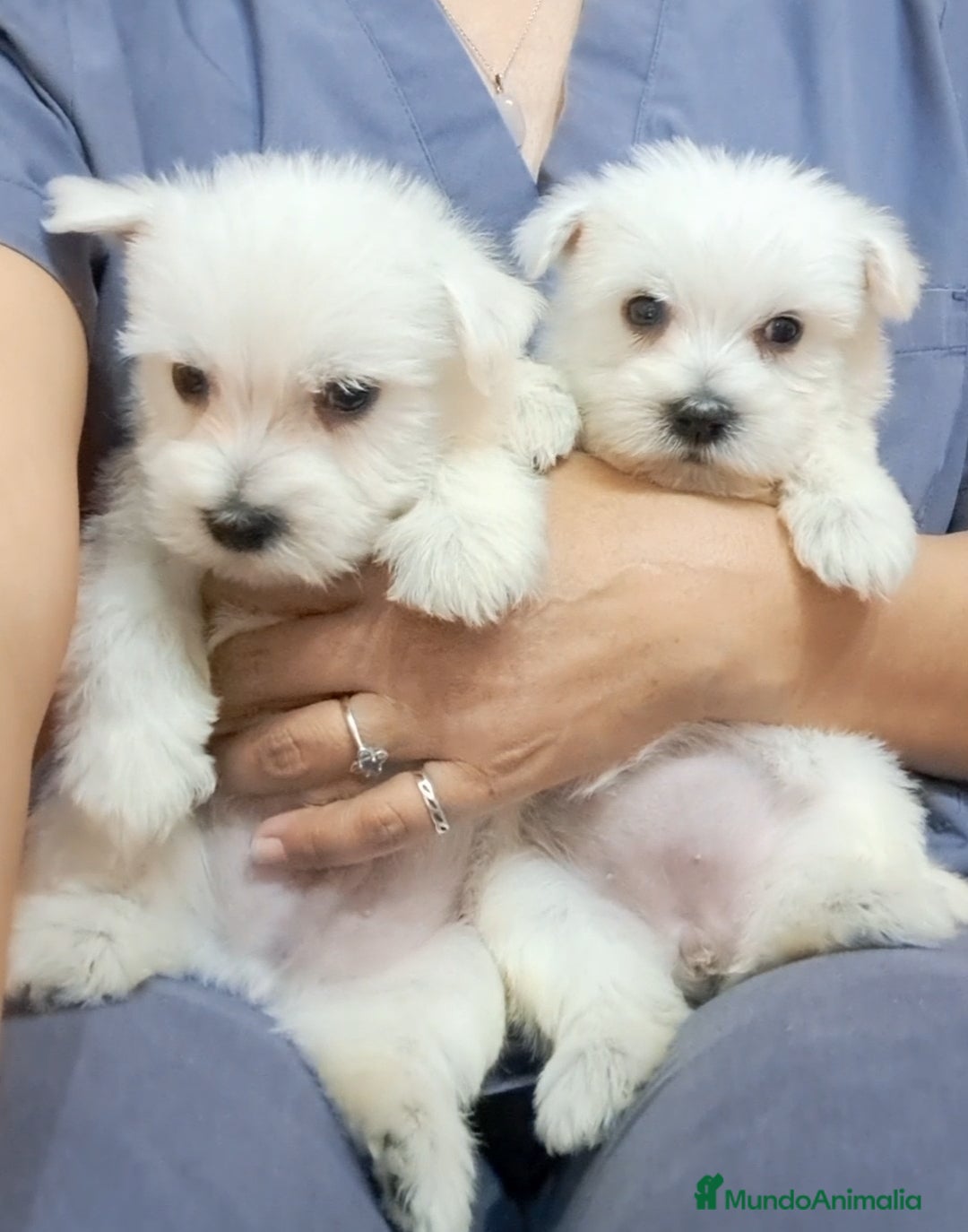 West Highland White Terrier perros Westie - Anuncio 2