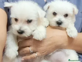 West Highland White Terrier perros Westie - Anuncio 2