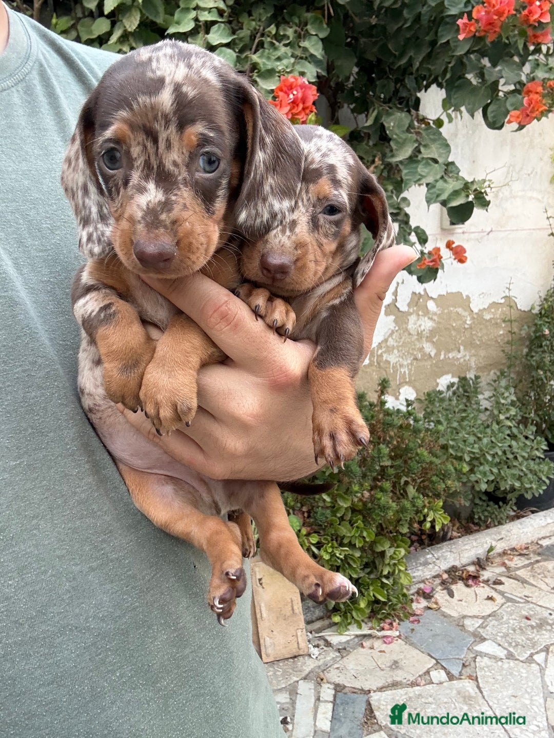 Teckel perros en venta: Teckel kaninchen  - Imagen 2