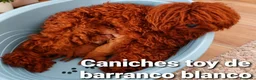 Caniche Toy perros en venta: Caniches toy con pedigree - Anuncio 13