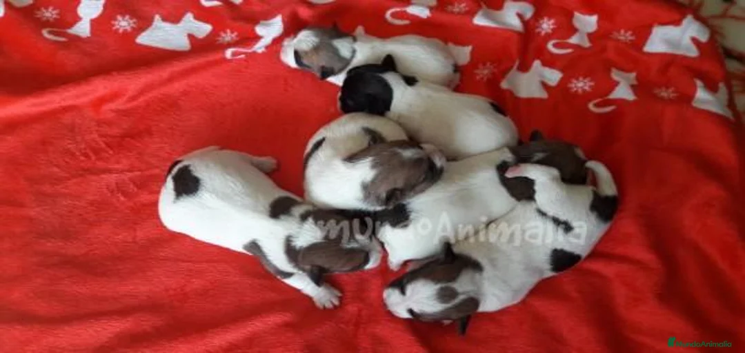 Imagen de galería {{count}}